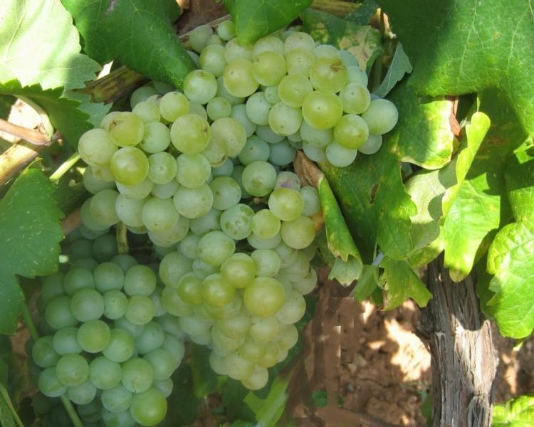 Palex organiza una jornada sobre seguridad alimentaria en la industria del vino